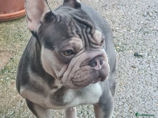 French Bulldog dogs for sale: Male Blue and Cream French Bulldog for sale! - Advert 1