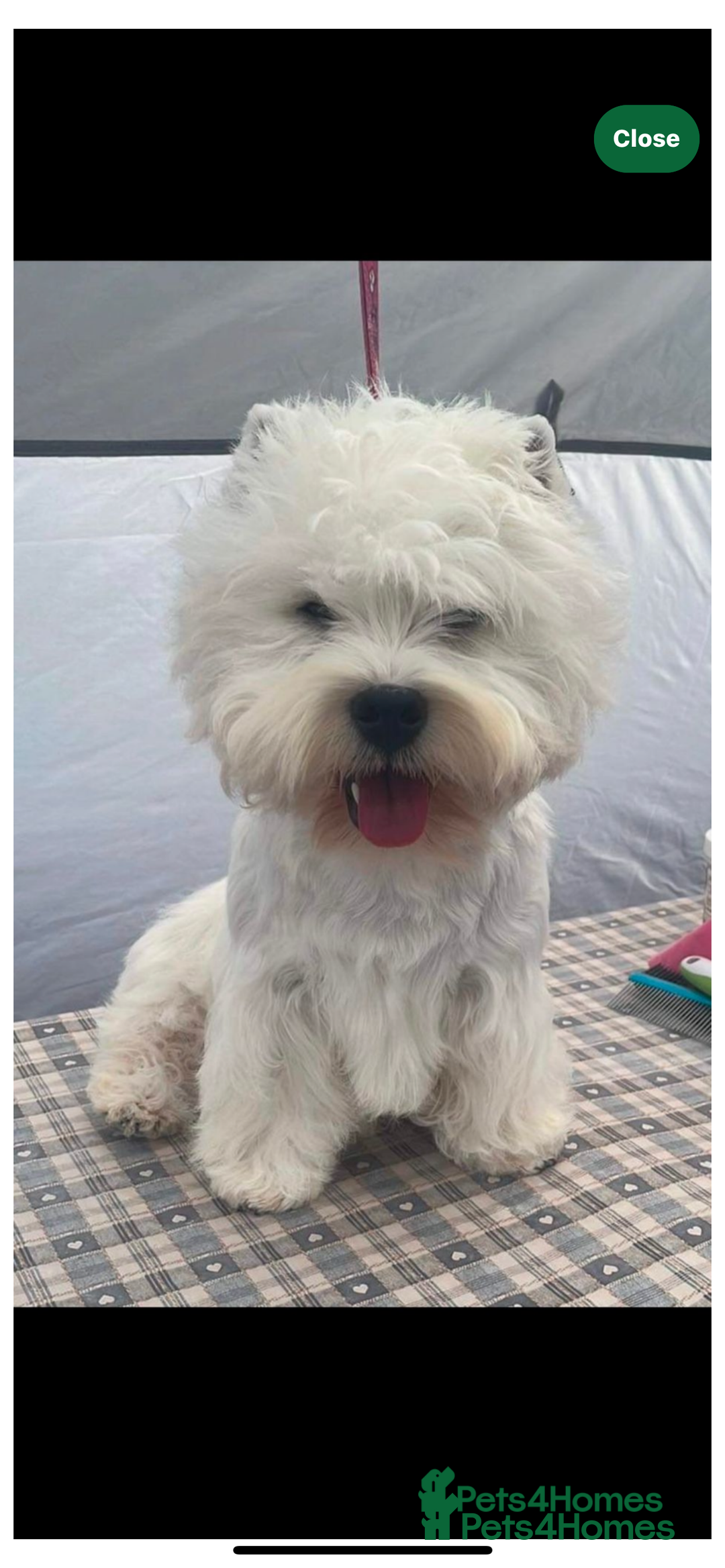 West Highland Terrier dogs for sale: Kc registered west highland white puppies.  - Advert 5