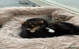 British Shorthair cats for sale: Kittens for sale - Image 2