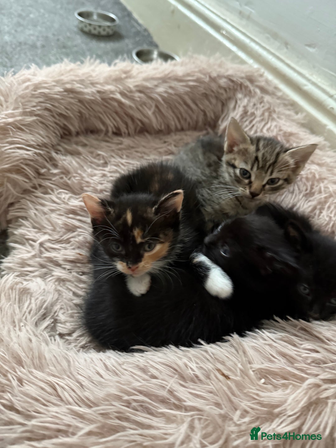 British Shorthair cats for sale: Kittens for sale - Image 2