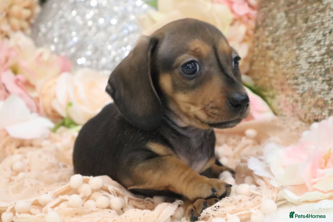 Miniature Dachshund dogs for sale: KC Registered Miniature Dachshund Puppies - Image 9