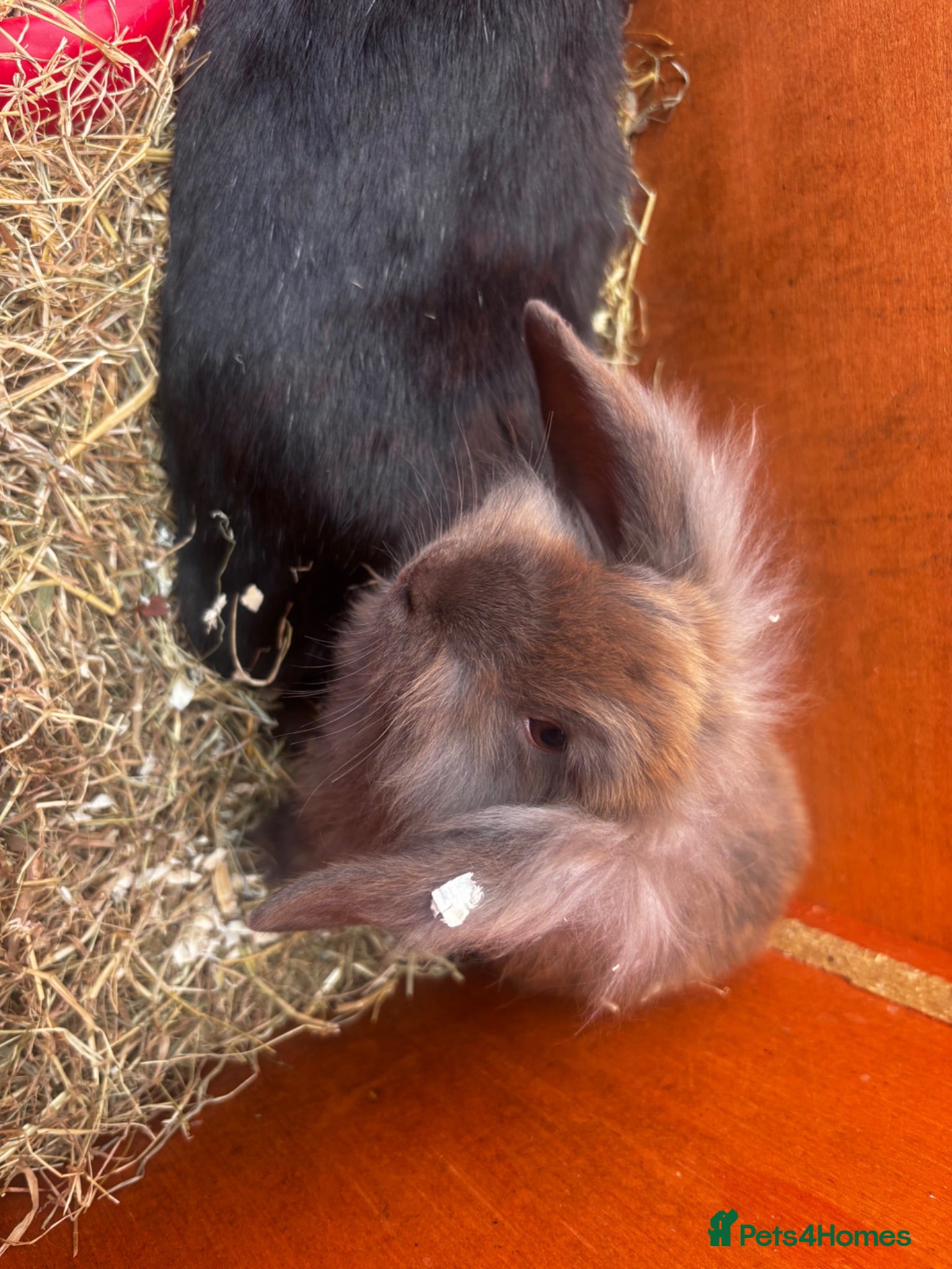Mini Lion Lop rabbits 2 Beautiful Mini Lionhead Lops - Advert 1