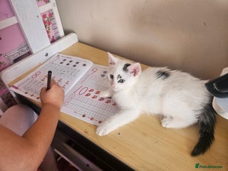 Mixed Breed cats - Advert 6