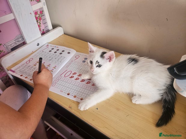 Mixed Breed cats - Advert 9