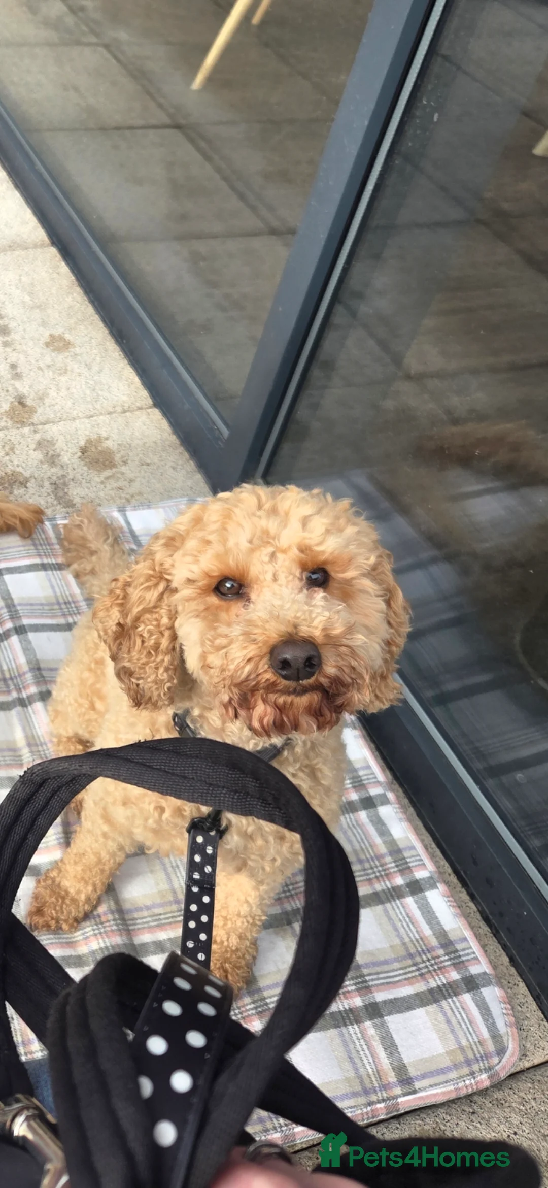 Cockapoo dogs for sale: 3 Apricot cockapoo puppies in Trowbridge - Advert 2