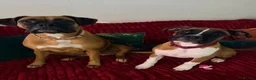 Boxer dogs for sale: Boxer Puppies - Advert 5