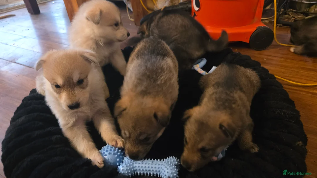 Northern Inuit dogs for sale: Tamaskan Puppies - Advert 7