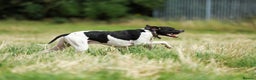 Pointer dogs for stud: Proven Health tested pointer  in Doncaster - Advert 6
