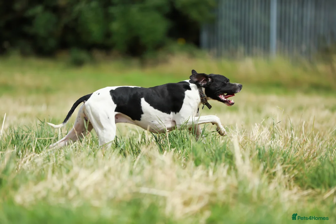 Pointer dogs for stud: Proven Health tested pointer  in Doncaster - Advert 6