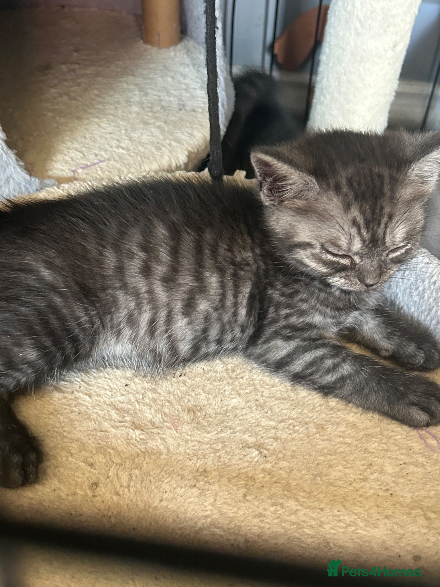 Mixed Breed cats ONLY 3 BEAUTIFUL KITTENS LEFT - Advert 2