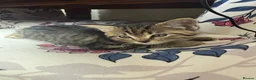 Mixed Breed cats for sale: Cute mixed long & short hair kittens for sale - Advert 8