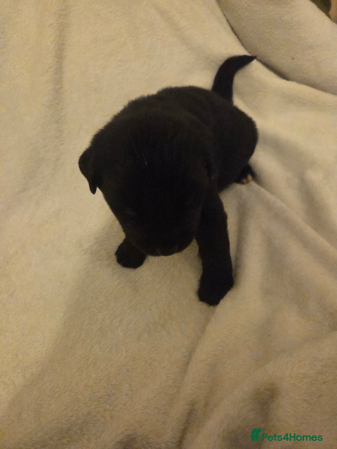 Mixed Breed dogs for sale: Gorgeous St Bernewfie Puppies - Advert 6