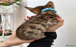 Bengal cats for sale: Gorgeous Pure Bengal Kittens Ready To Go! ❤️ - Image 33