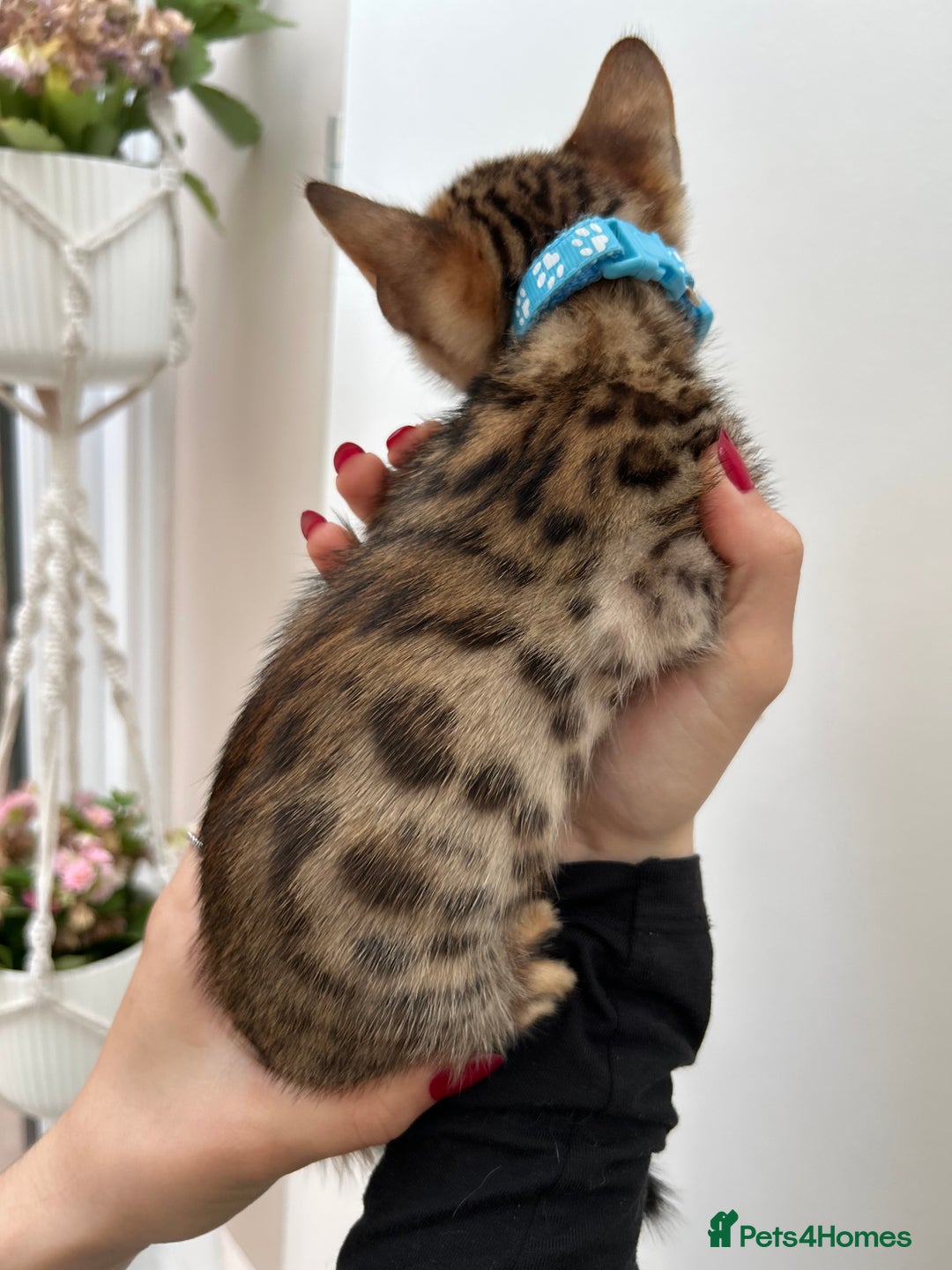 Bengal cats for sale: Gorgeous Pure Bengal Kittens Ready To Go! ❤️ - Image 33
