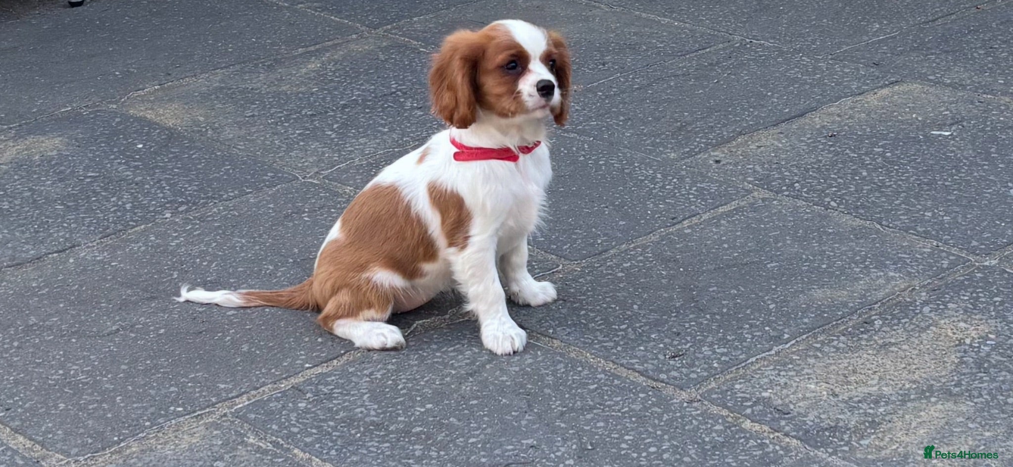 Cavalier King Charles Spaniel dogs Cavalier King Charles Spaniel Puppies  - Advert 14