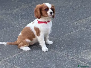 Cavalier King Charles Spaniel dogs Cavalier King Charles Spaniel Puppies - Advert 14