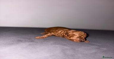 Cockapoo dogs - Advert 13