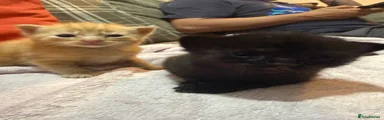 Mixed Breed Kitten 2