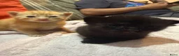 Mixed Breed cats for sale: 1 black and 1 tabby girl kittens  in March - Advert 12