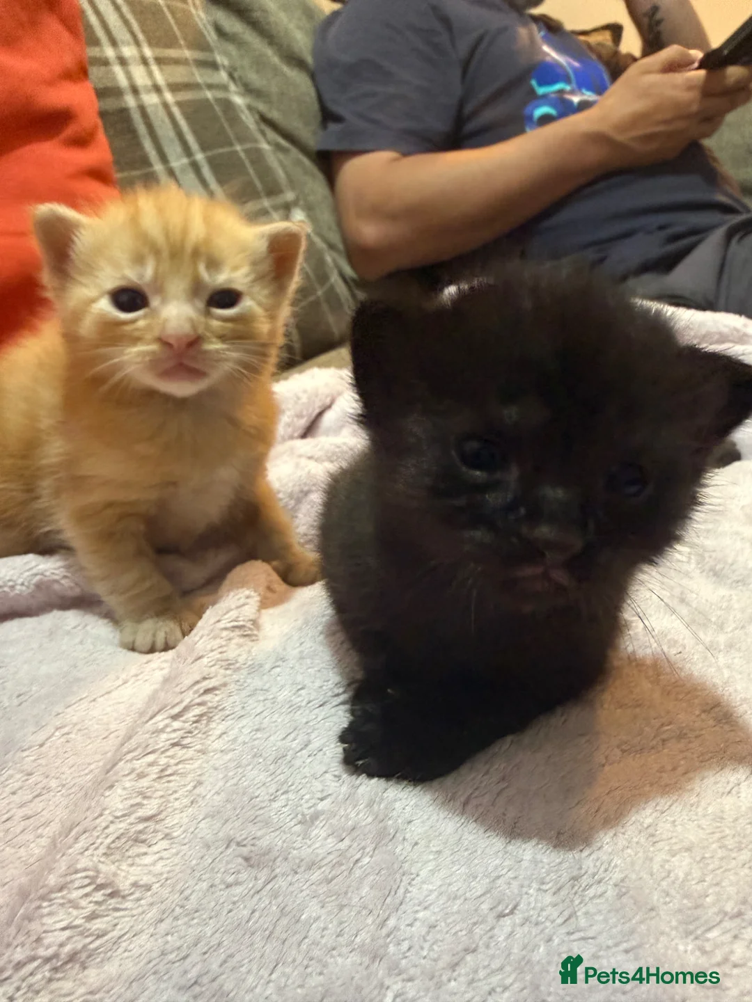 Mixed Breed cats for sale: 1 black and 1 tabby girl kittens  in March - Advert 12