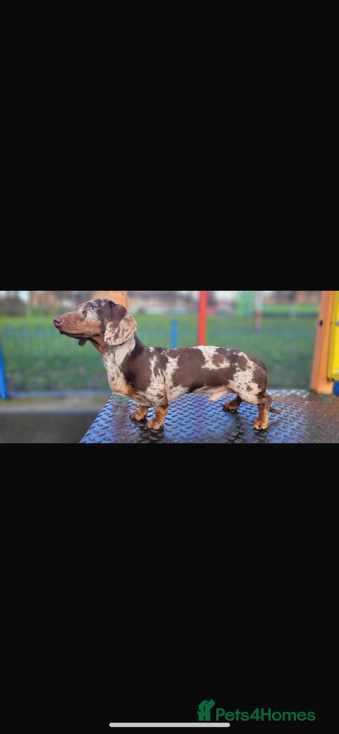 Miniature Dachshund dogs for stud: Birminghams Mr Mini Milky. PROVEN KC Mini Dax stud in Birmingham - Image 5