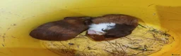 Guinea Pig rodents for sale: Baby boy guinea pigs  available soon - Advert 11