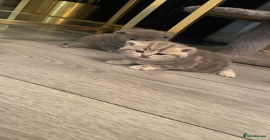 British Shorthair cats - Advert 8