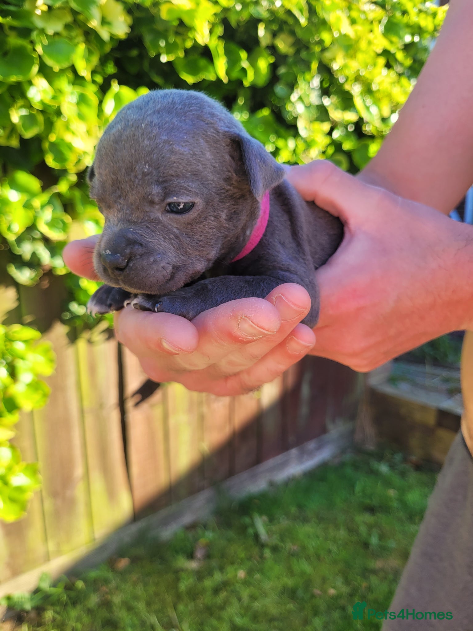 Mixed Breed dogs Staffie cross mastiff - Advert 8