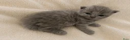British Shorthair cats for sale: GCCF exceptional quality British Shorthair kittens - Advert 2