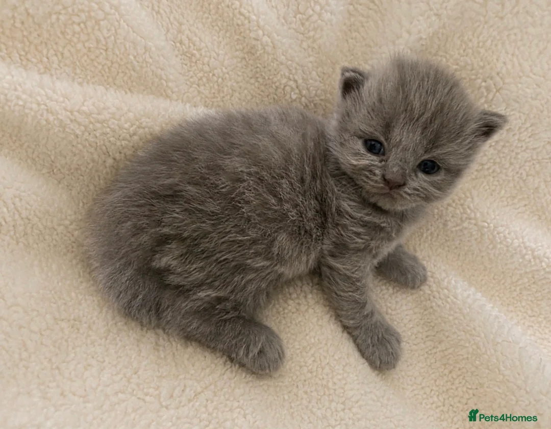 British Shorthair cats for sale: GCCF exceptional quality British Shorthair kittens - Advert 2