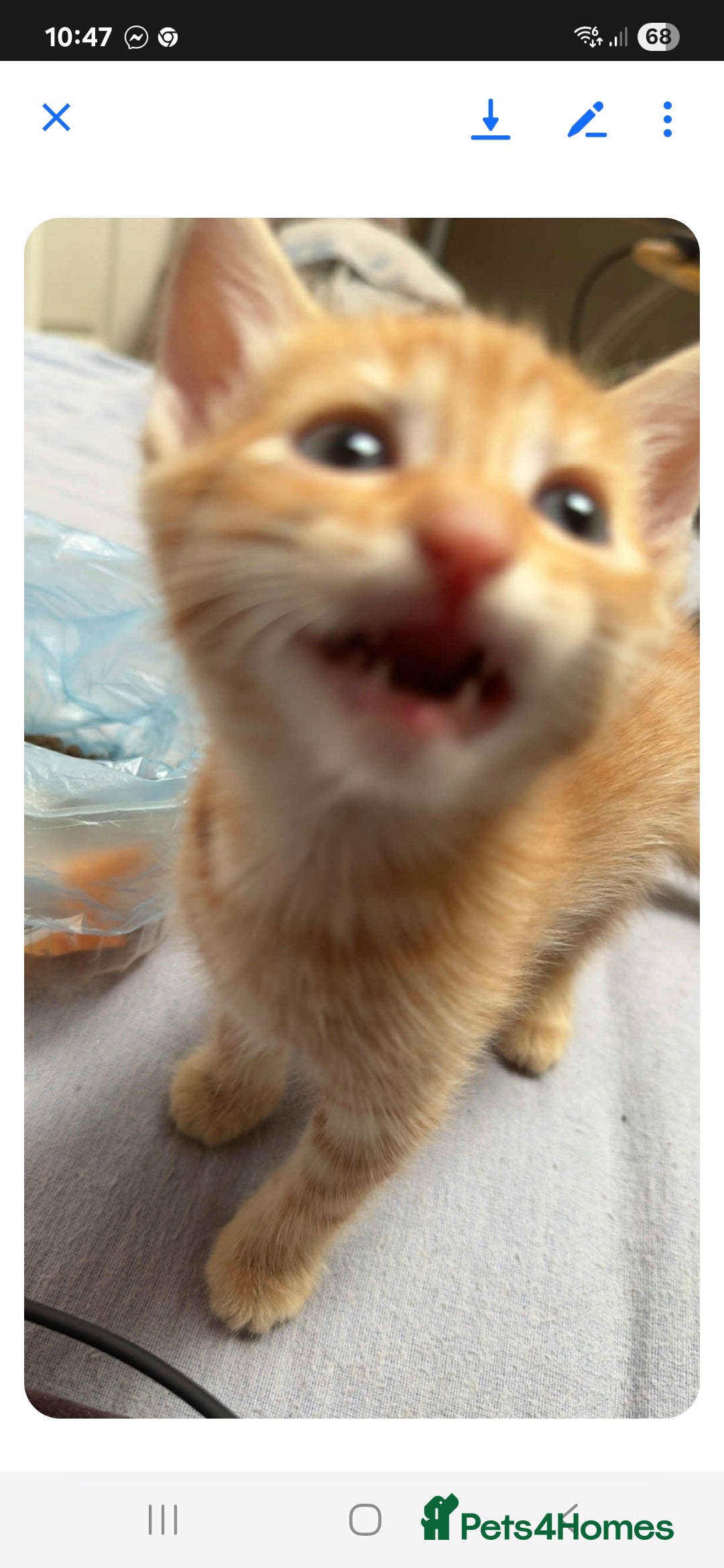 Mixed Breed cats for sale: 2 boys and 2 girls calico cats  - Image 13