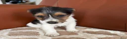 Mixed Breed dogs for sale: Yorkshire terrier X Jack Russell in Harlow - Advert 12
