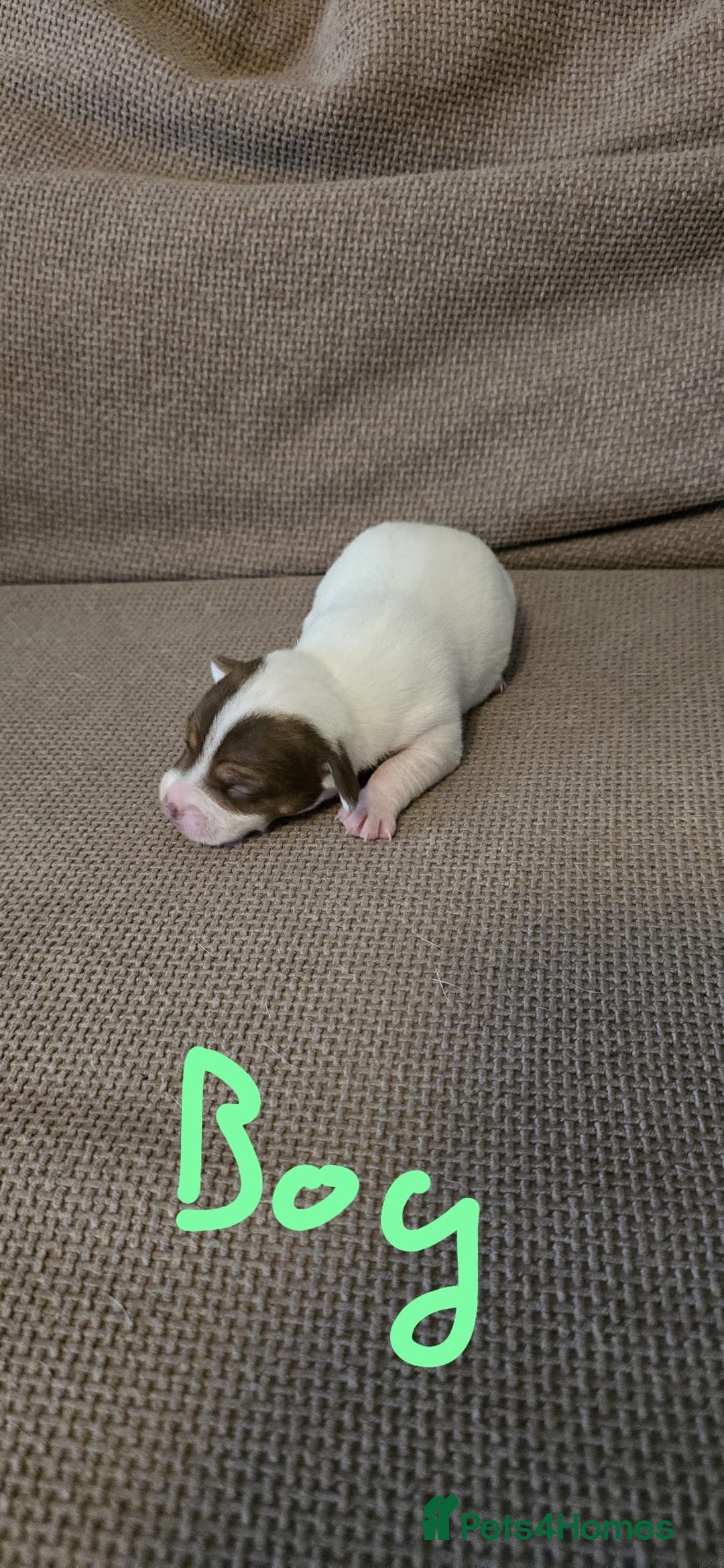 Jack Russell dogs for sale: 🐾 Adorable Jack Russell Puppies for Sale 🐾 - Image 1