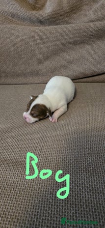 Jack Russell dogs - Advert 9