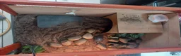 Tortoise reptiles for sale: Hermann tortoise 7 years old  in Alton - Advert 7