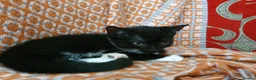 Mixed Breed cats for sale: Gorgeous black&white male kitten - Advert 4