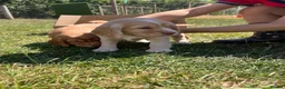 Cocker Spaniel dogs for sale: KC Registered Working Cocker Spaniel Puppies in Thetford - Advert 5