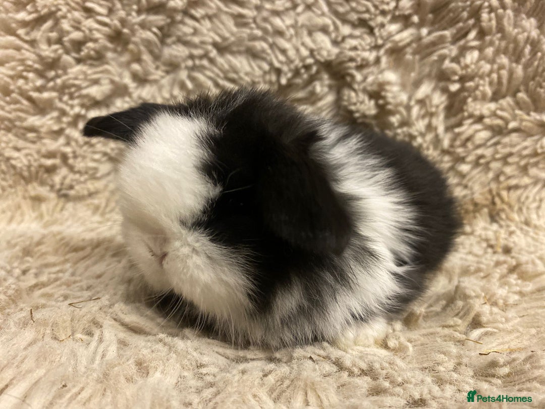 Mini Lop rabbits for sale: Mini lop   - Advert 1