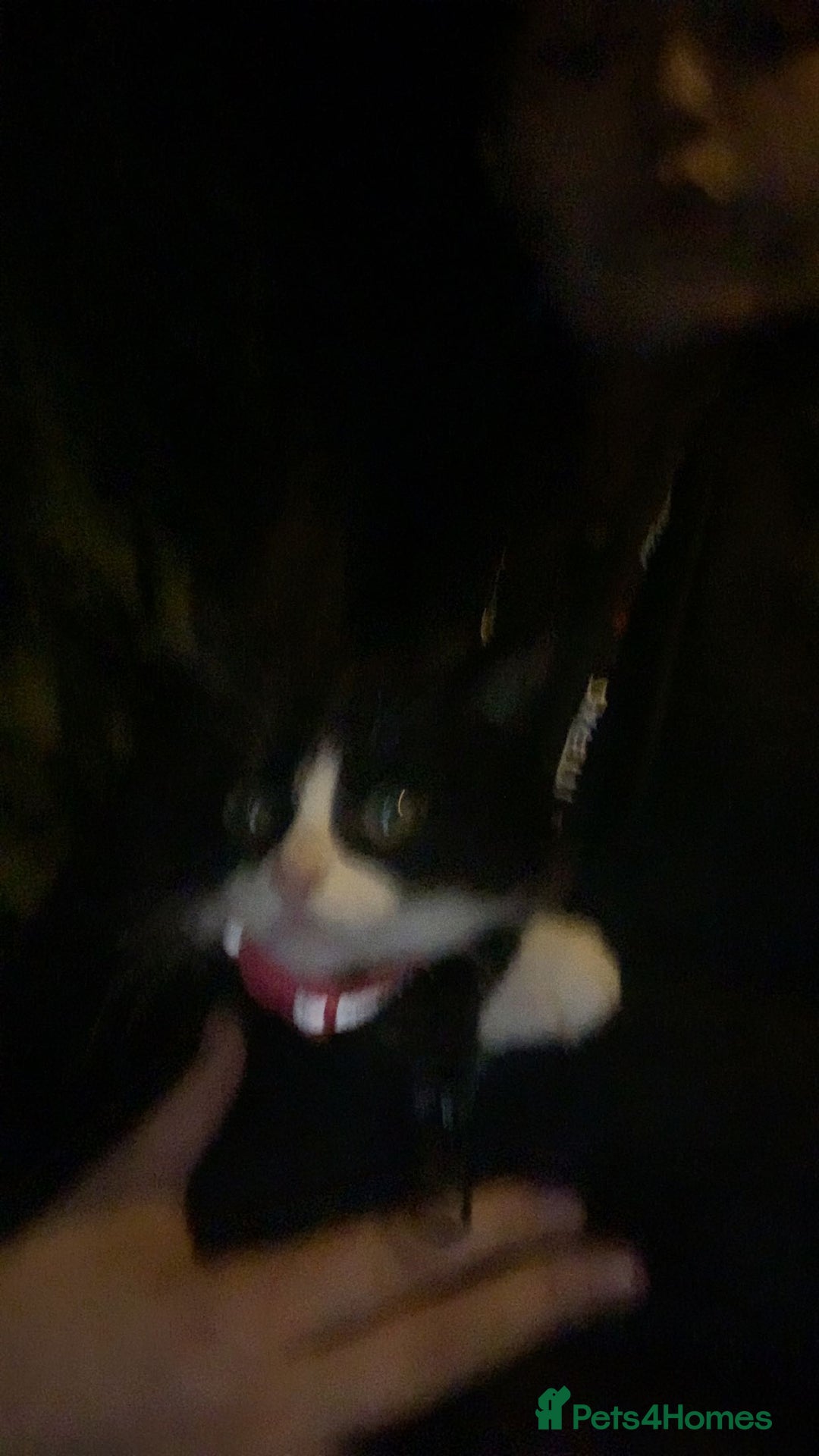 Mixed Breed cats for sale: Willing too take offers. - Image 2