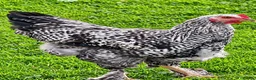 Mixed Breed poultry for sale:  2 Cockerels & 2 Pullets. Mixed Breed   in Brampton - Advert 3