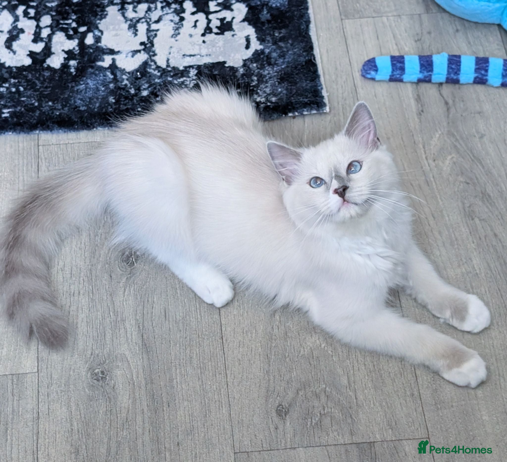 Ragdoll cats TICA,Champion,pedigree female Ragdoll kitten  - Advert 5
