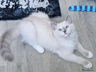 Ragdoll cats TICA,Champion,pedigree female Ragdoll kitten - Advert 5