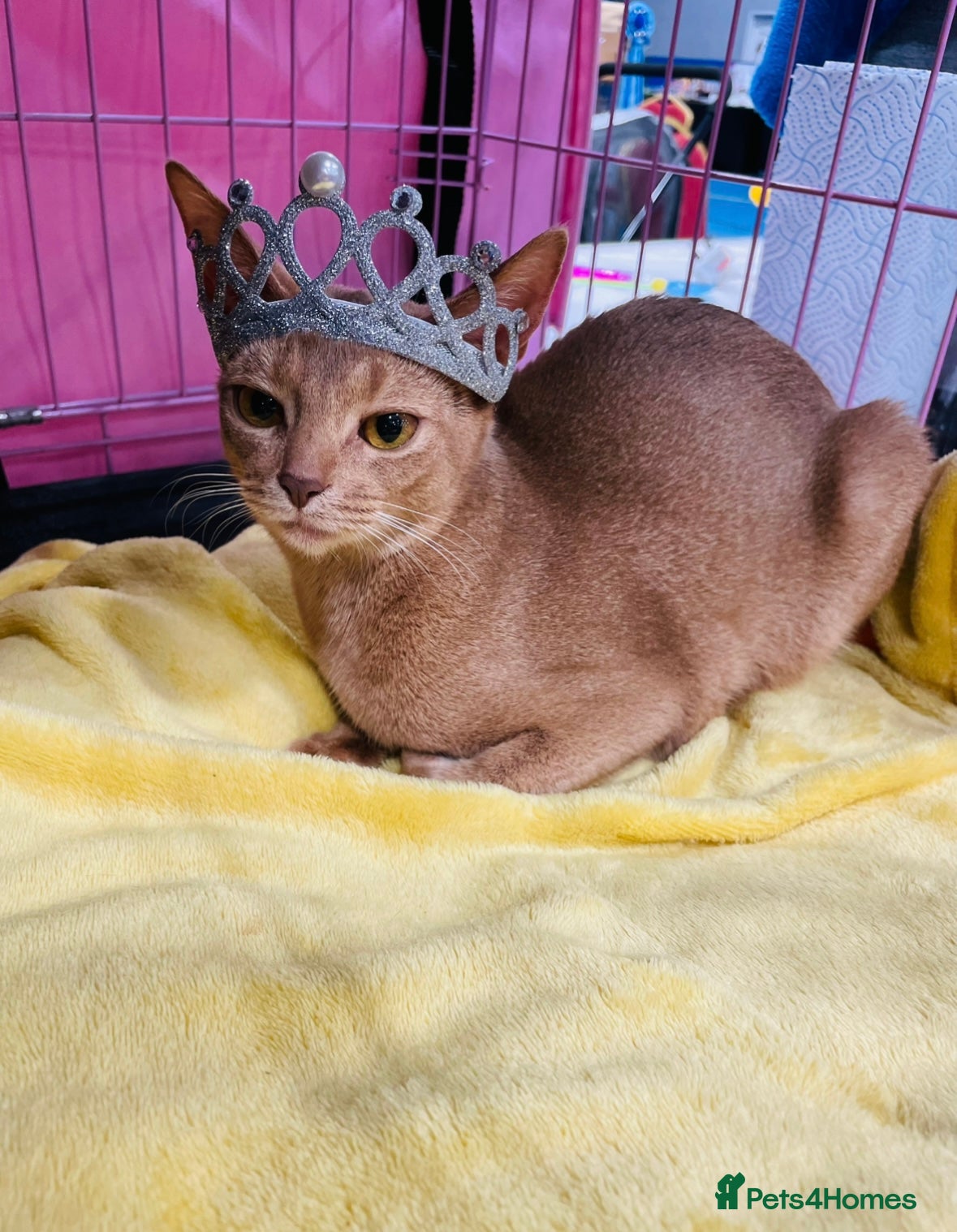 Abyssinian cats TICA TRIPPLE GRAND CHAMPION ABYSSINIAN GIRL - Advert 12