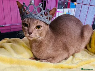 Abyssinian cats TICA TRIPPLE GRAND CHAMPION ABYSSINIAN GIRL - Advert 12