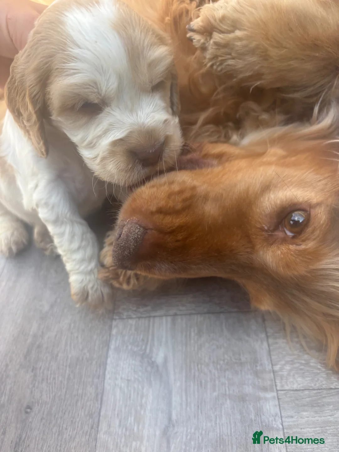 Cocker Spaniel dogs for sale: Show Type girl and boy  in Hinckley - Advert 9
