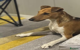 Fox Terrier dogs for adoption: Beautiful Rusty needs a home - Image 13