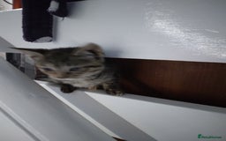 Mixed Breed cats for sale: Ragdoll cross kittens - Image 4
