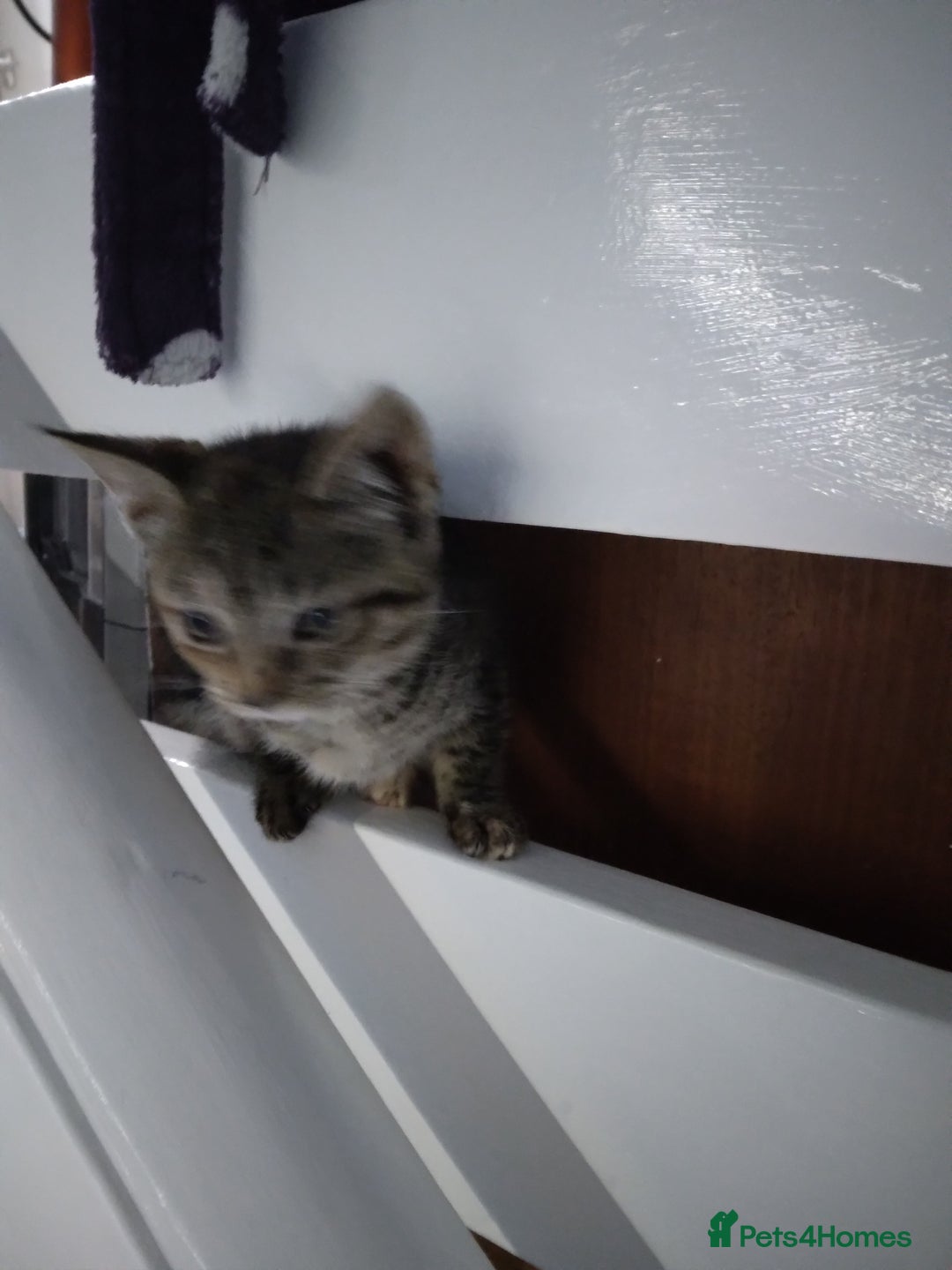 Mixed Breed cats for sale: Ragdoll cross kittens - Image 4