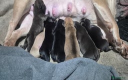 French Bulldog dogs for sale: French bulldog puppies  - Image 2