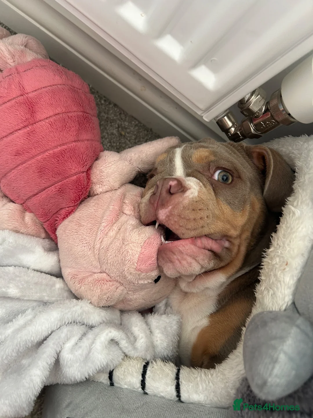 Olde English Bulldogge dogs for stud: “BIG REG” Lilac-Tri Olde English Bulldog stud  - Advert 15